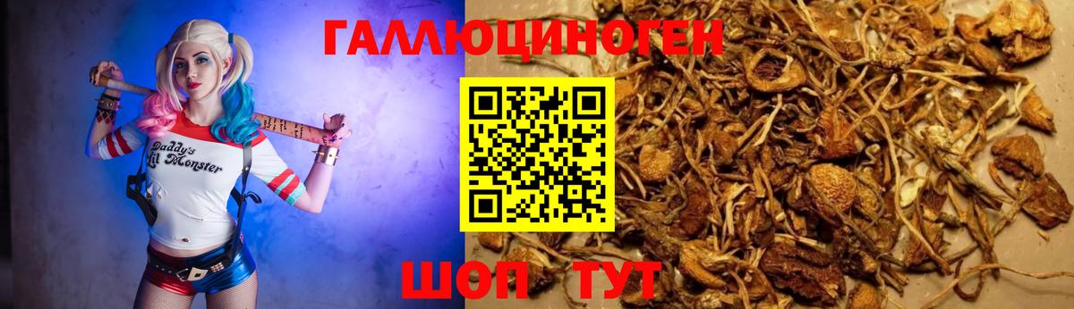 Сарапул  Галлюциногенные грибы Psilocybe  Вход с VPN 